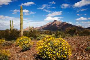 Wildflowers at Picacho Peak-6339.jpg